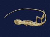 藏品(斯文豪氏攀蜥)的圖片